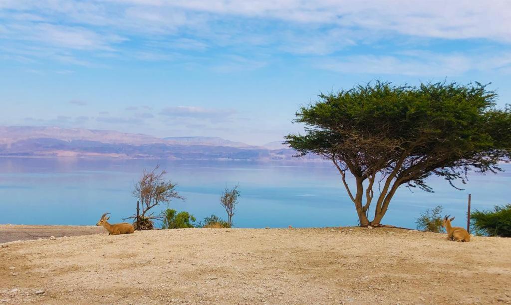 Ein Gedi Caravan By Dory Caravan Bagian luar foto