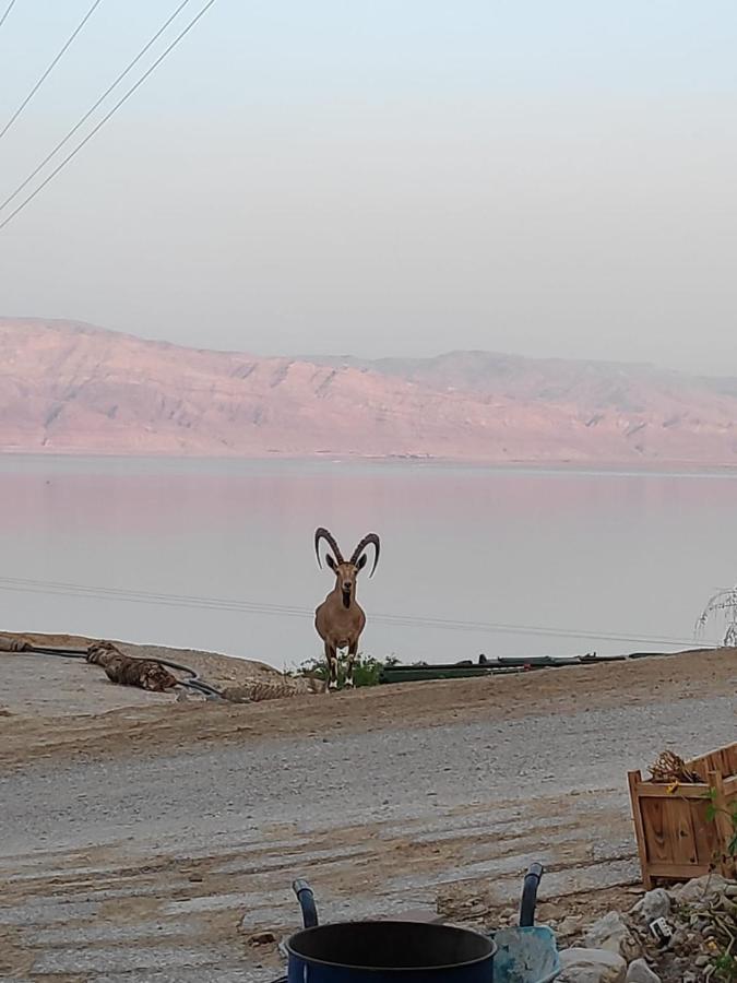 Ein Gedi Caravan By Dory Caravan Bagian luar foto